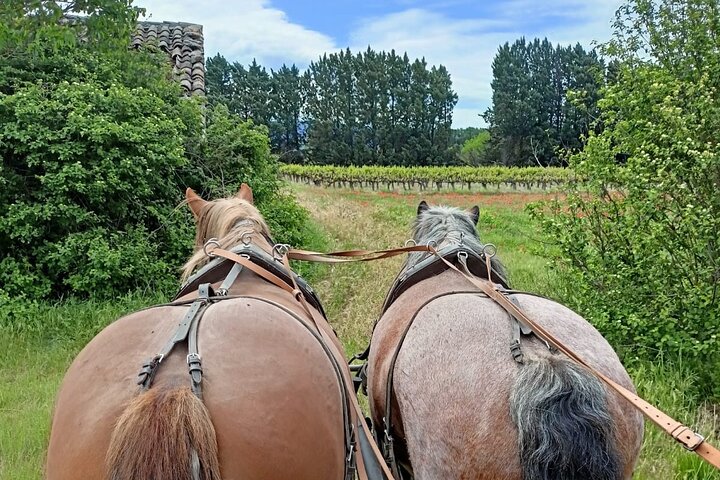 Carriage rides in the heart of the Luberon