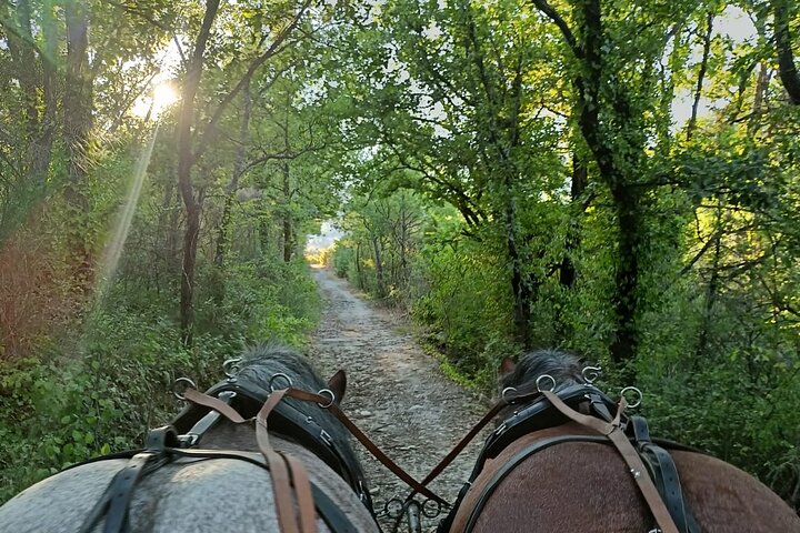 Carriage rides in the heart of the Luberon