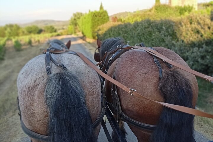 Carriage rides in the heart of the Luberon