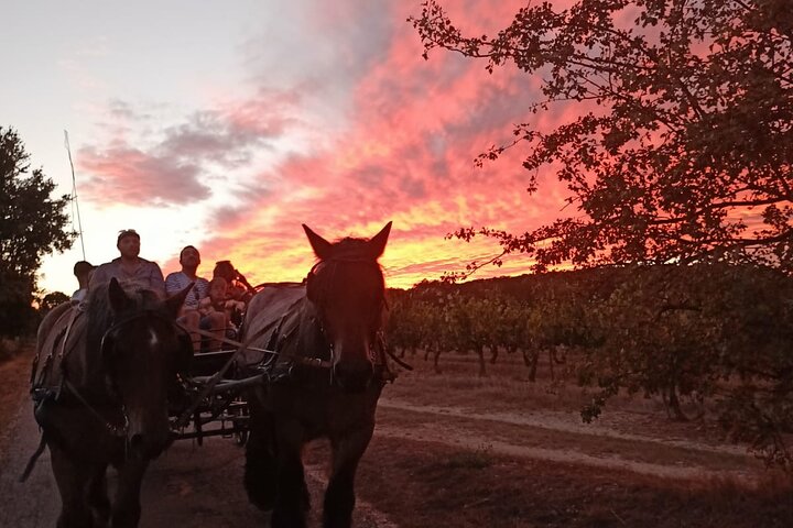 Carriage rides in the heart of the Luberon