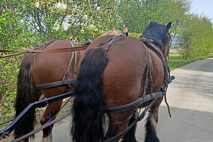 Carriage rides in the heart of the Luberon