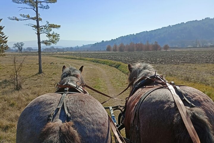 Carriage rides in the heart of the Luberon
