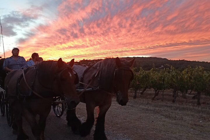 Carriage rides in the heart of the Luberon
