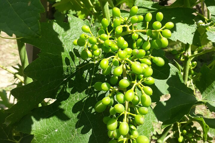 Half-Day Guided Tour with Tasting of Beaujolais Wines