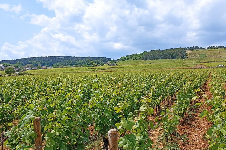 Half-Day Guided Tour with Tasting of Beaujolais Wines