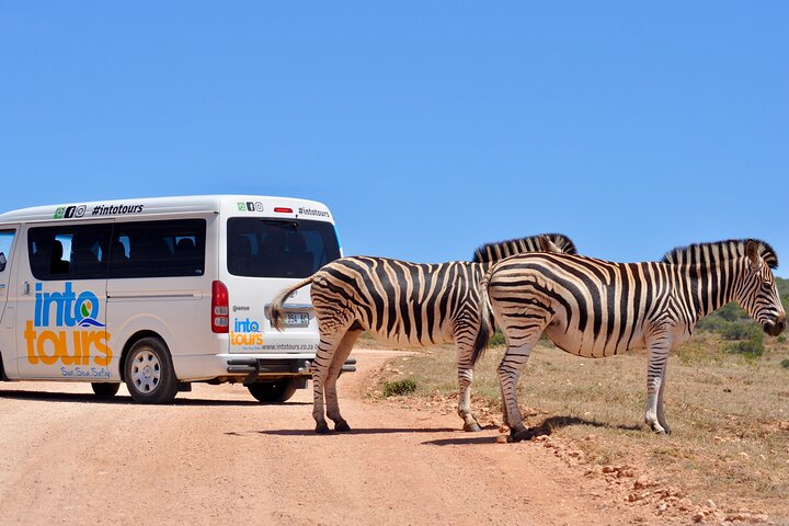 Addo Elephant Park All-Inclusive Day Safari from Port Elizabeth