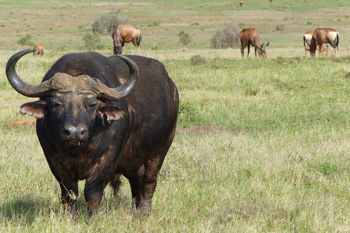 Addo Elephant Park All-Inclusive Day Safari from Port Elizabeth