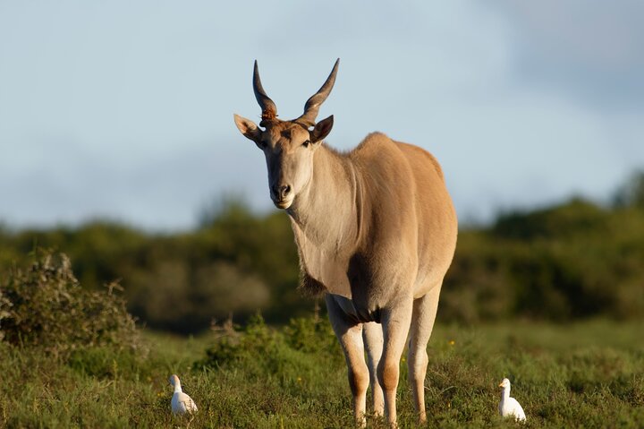 Addo Elephant Park All-Inclusive Day Safari from Port Elizabeth