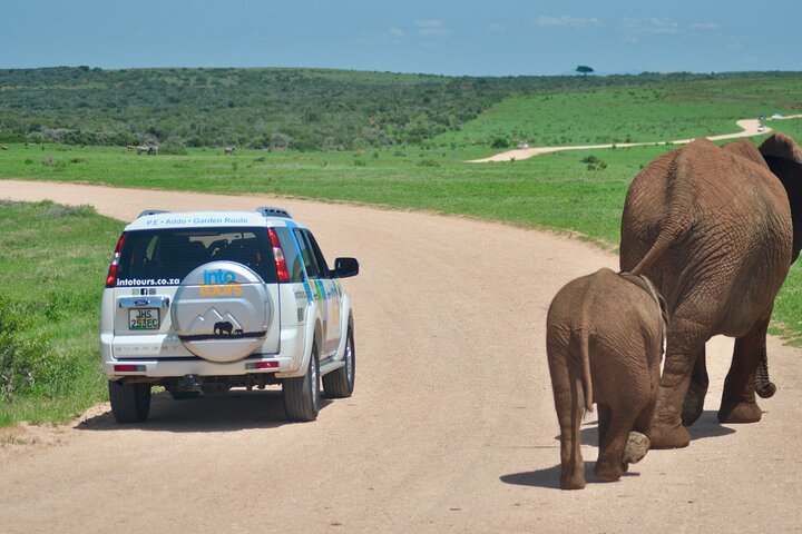 Addo Elephant Park All-Inclusive Day Safari from Port Elizabeth