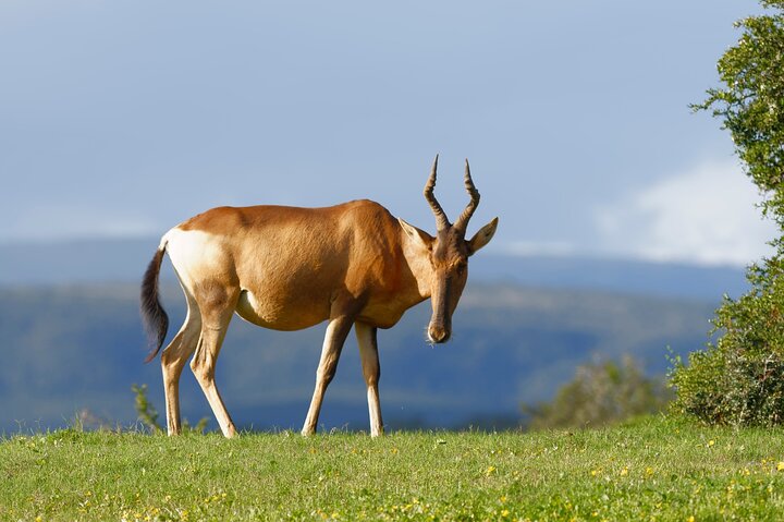Addo Elephant Park All-Inclusive Day Safari from Port Elizabeth
