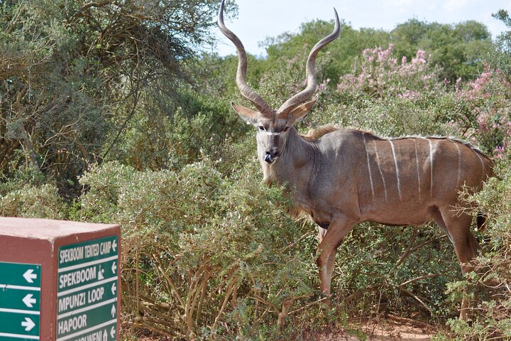 Addo Elephant Park All-Inclusive Day Safari from Port Elizabeth