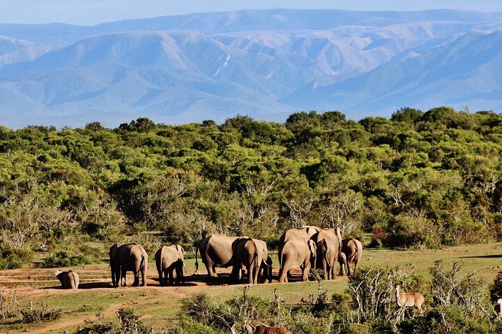 Addo Elephant Park All-Inclusive Day Safari from Port Elizabeth