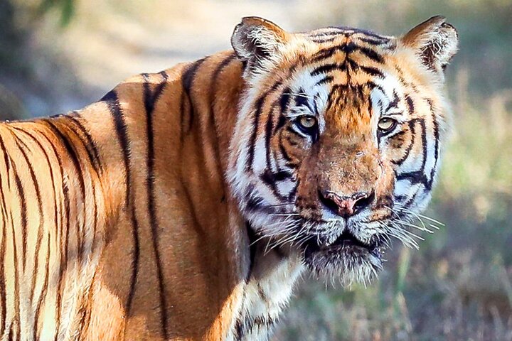 Tiger Tracking Nepal (Chitwan National Park)