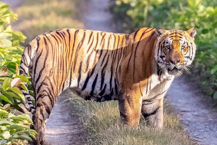 Tiger Tracking Nepal (Chitwan National Park)