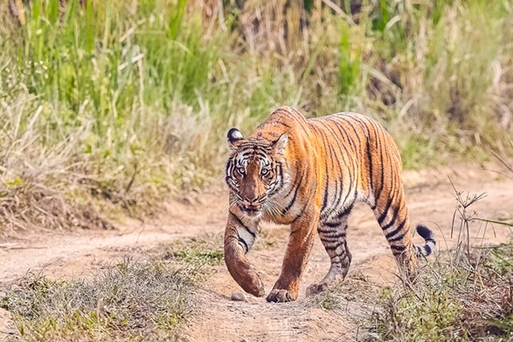 Tiger Tracking Nepal (Chitwan National Park)
