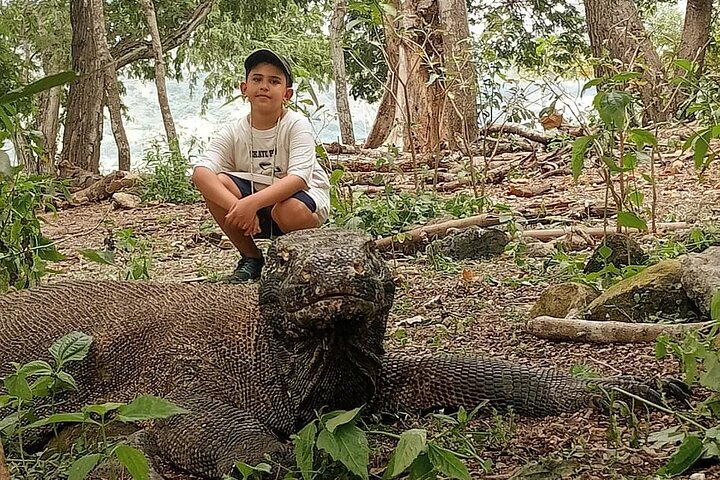1 Day Komodo Trip by Private Speedboat