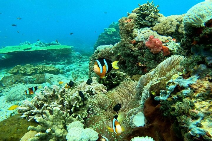 Nusa Penida West Tour + (3 Spots Snorkeling) Manta Rays
