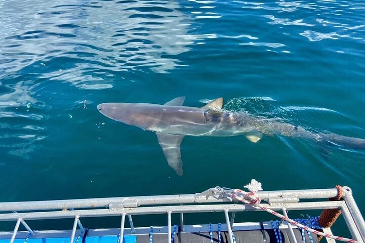 Shark Explorers