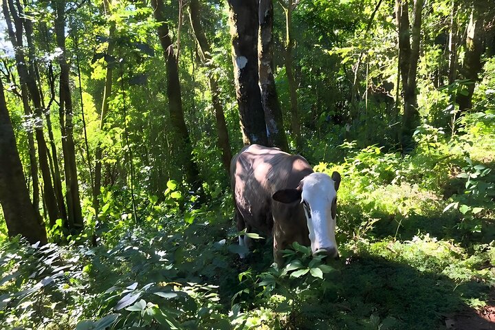 The Brazilian Switzerland - Full Day Trip on Campos do Jordão from São Paulo