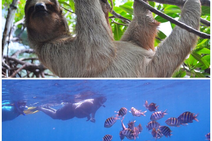 Roatan Drift Snorkel and Monkey/Sloth Sanctuary Tour