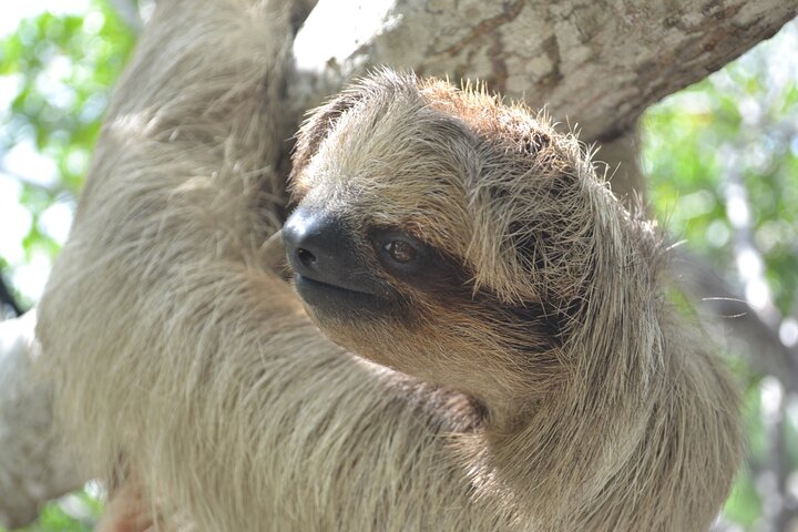 Roatan Drift Snorkel and Monkey/Sloth Sanctuary Tour