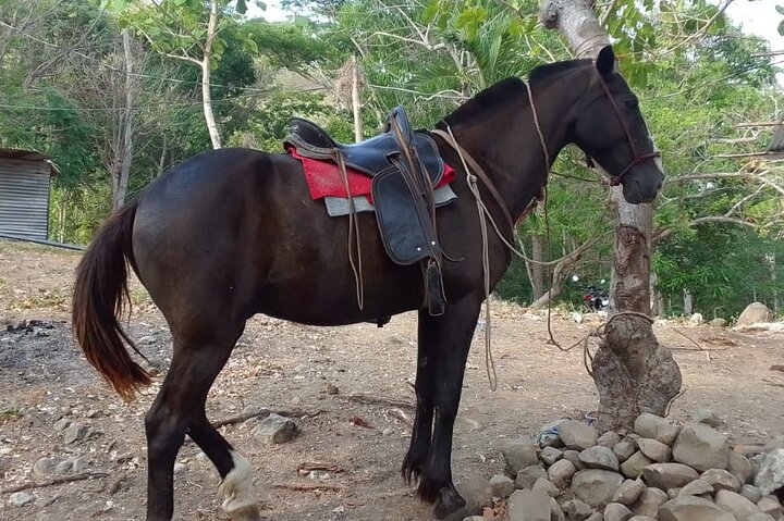 1 1/2 hours Tour Horseback Riding and Visiting the Beach