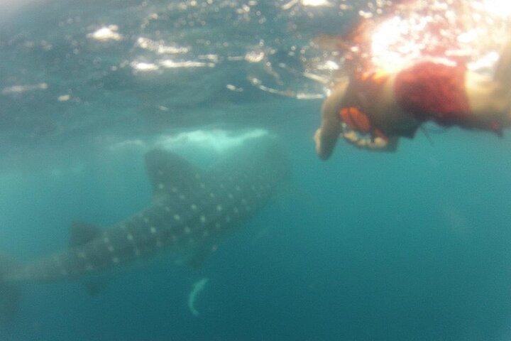Swim with Whale Shark from Isla Mujeres and Cancun