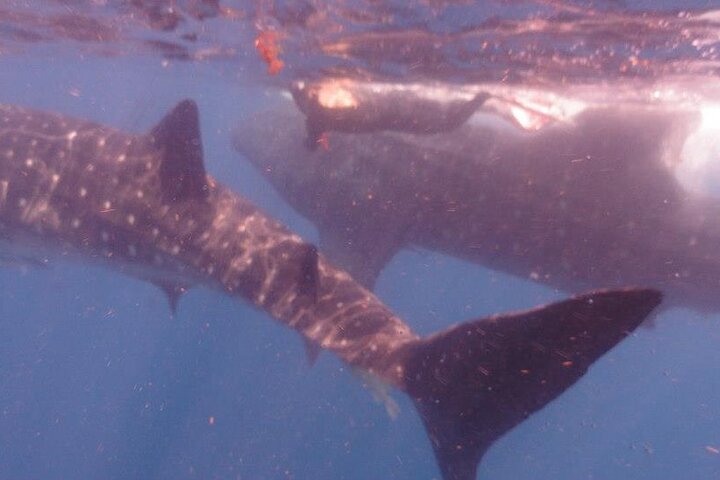 Swim with Whale Shark from Isla Mujeres and Cancun