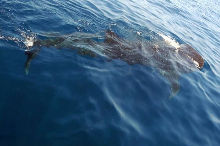 Swim with Whale Shark from Isla Mujeres and Cancun