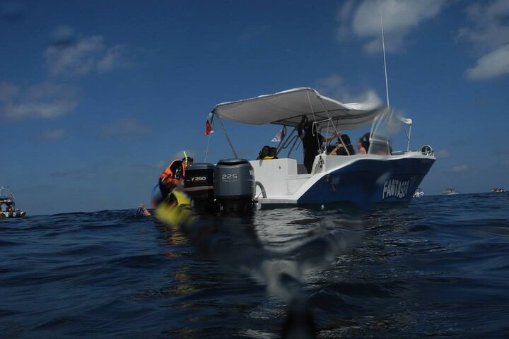 Swim with Whale Shark from Isla Mujeres and Cancun