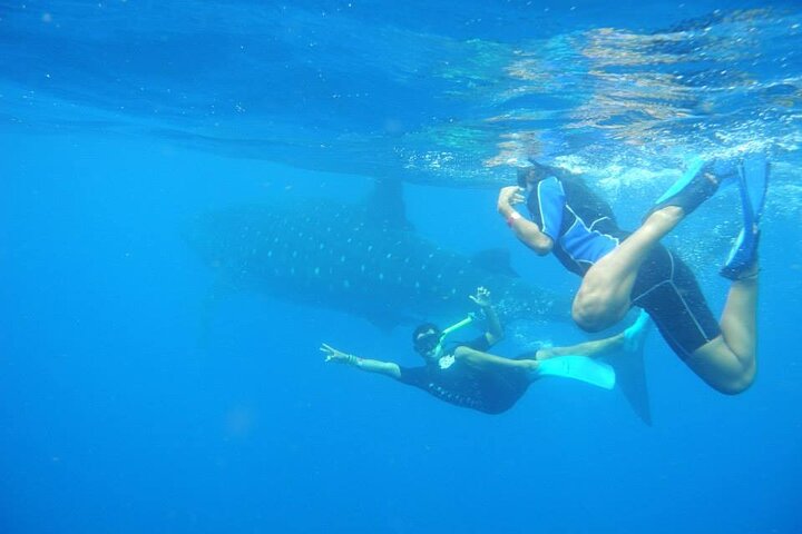 Swim with Whale Shark from Isla Mujeres and Cancun
