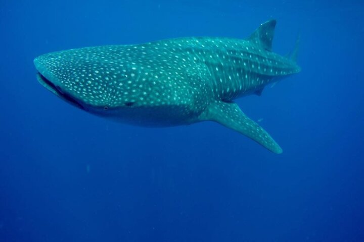 Swim with Whale Shark from Isla Mujeres and Cancun