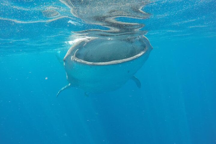 Swim with Whale Shark from Isla Mujeres and Cancun