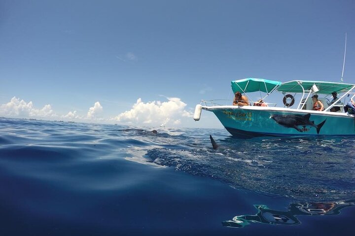 Swim with Whale Shark from Isla Mujeres and Cancun