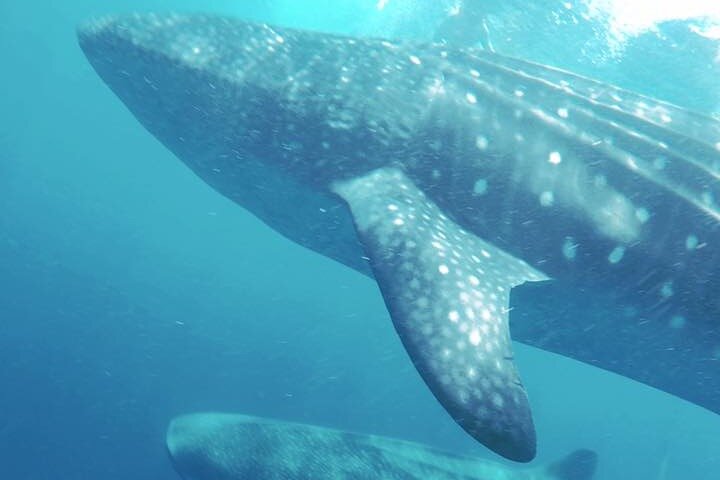 Swim with Whale Shark from Isla Mujeres and Cancun