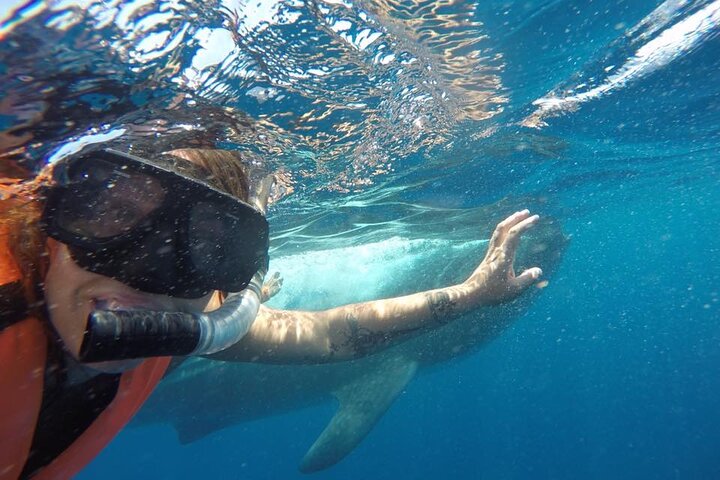 Swim with Whale Shark from Isla Mujeres and Cancun
