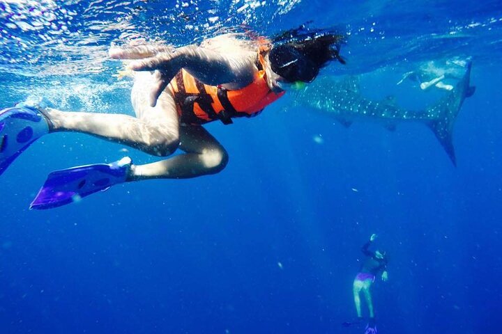 Swim with Whale Shark from Isla Mujeres and Cancun