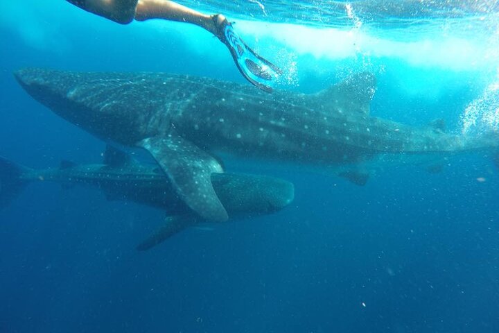Swim with Whale Shark from Isla Mujeres and Cancun