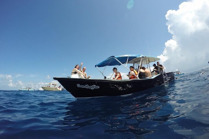 Swim with Whale Shark from Isla Mujeres and Cancun