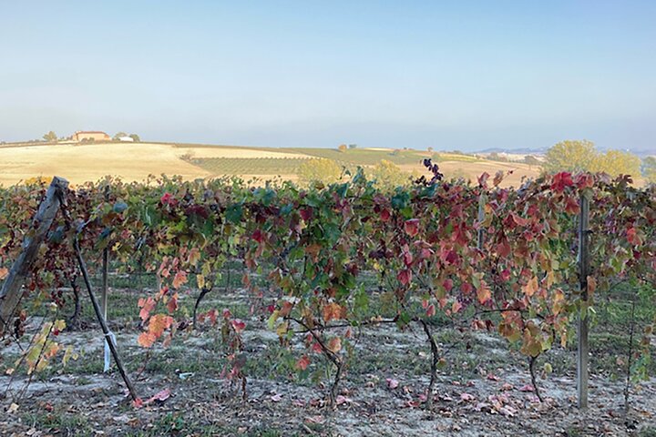 Fresh pasta with a view near Asti – Langhe, Roero, Monferrato