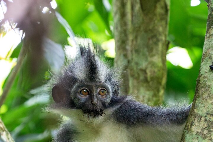 3-Day Ethical Orangutan Jungle Trek | Bukit Lawang, Sumatra