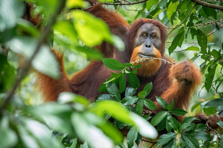 3-Day Ethical Orangutan Jungle Trek | Bukit Lawang, Sumatra