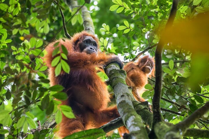 3-Day Ethical Orangutan Jungle Trek | Bukit Lawang, Sumatra