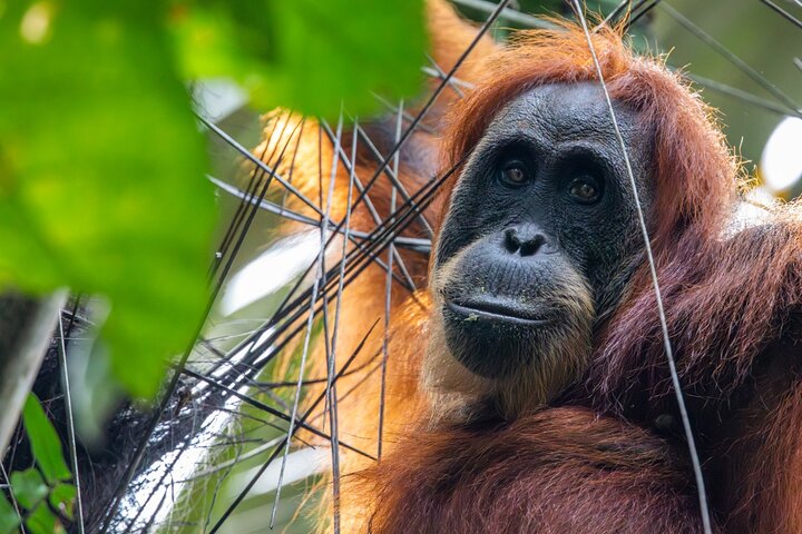 3-Day Ethical Orangutan Jungle Trek | Bukit Lawang, Sumatra