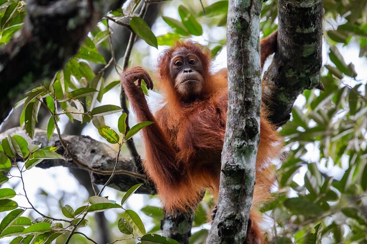 3-Day Ethical Orangutan Jungle Trek | Bukit Lawang, Sumatra
