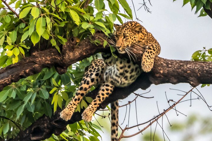 Tiger Tracking Nepal (Chitwan National Park)