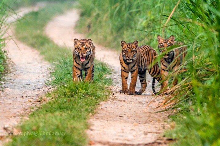 Tiger Tracking Nepal (Chitwan National Park)