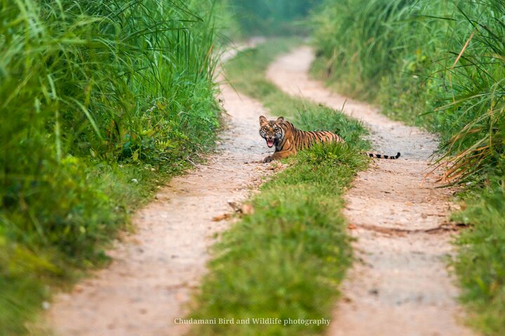 Tiger Tracking Nepal (Chitwan National Park)