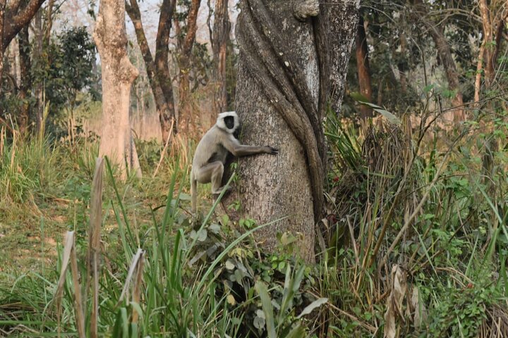 Jungle Towernight Stay: 4-Day Tour in Chitwan National Park
