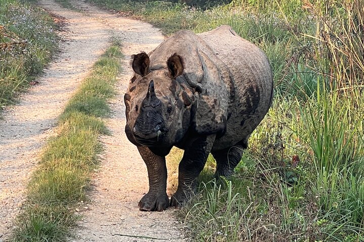Jungle Towernight Stay: 4-Day Tour in Chitwan National Park